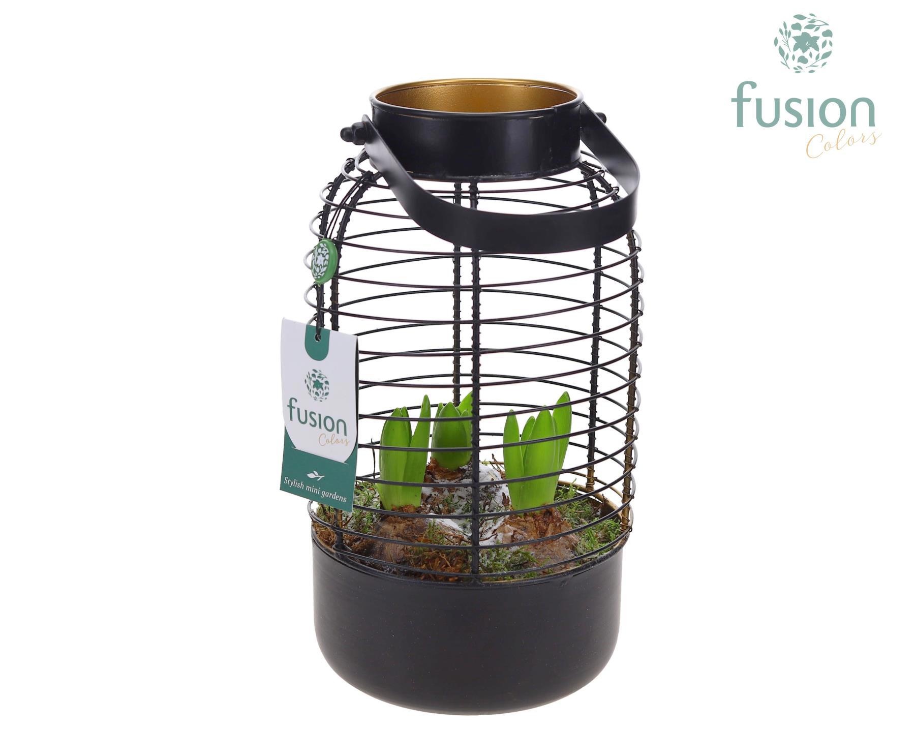 Lantaarn metaal met Hyacinthus, D 17