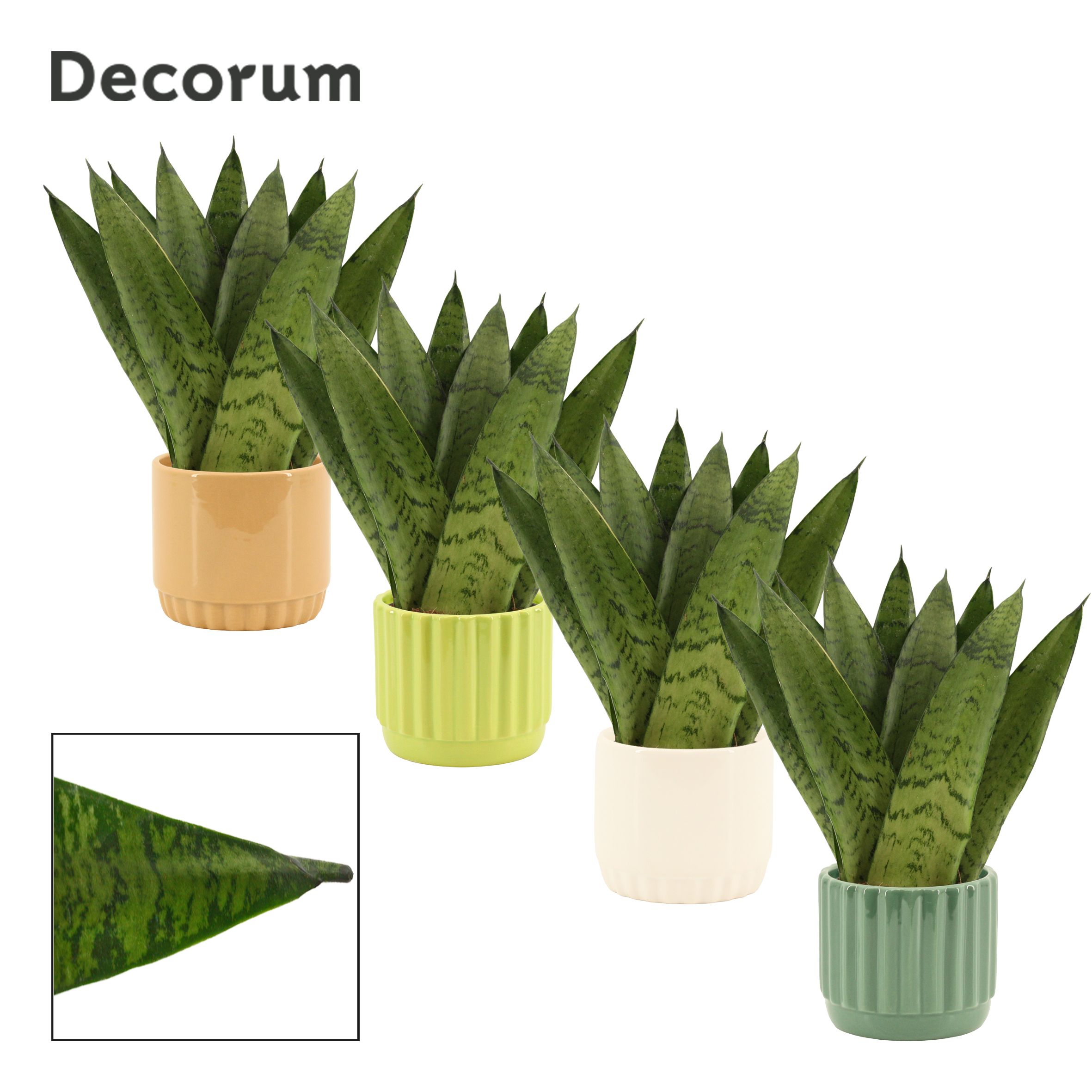 Sansevieria Zeylanica Fan 9 cm in Liam (Natural bubble-collectio, D 9