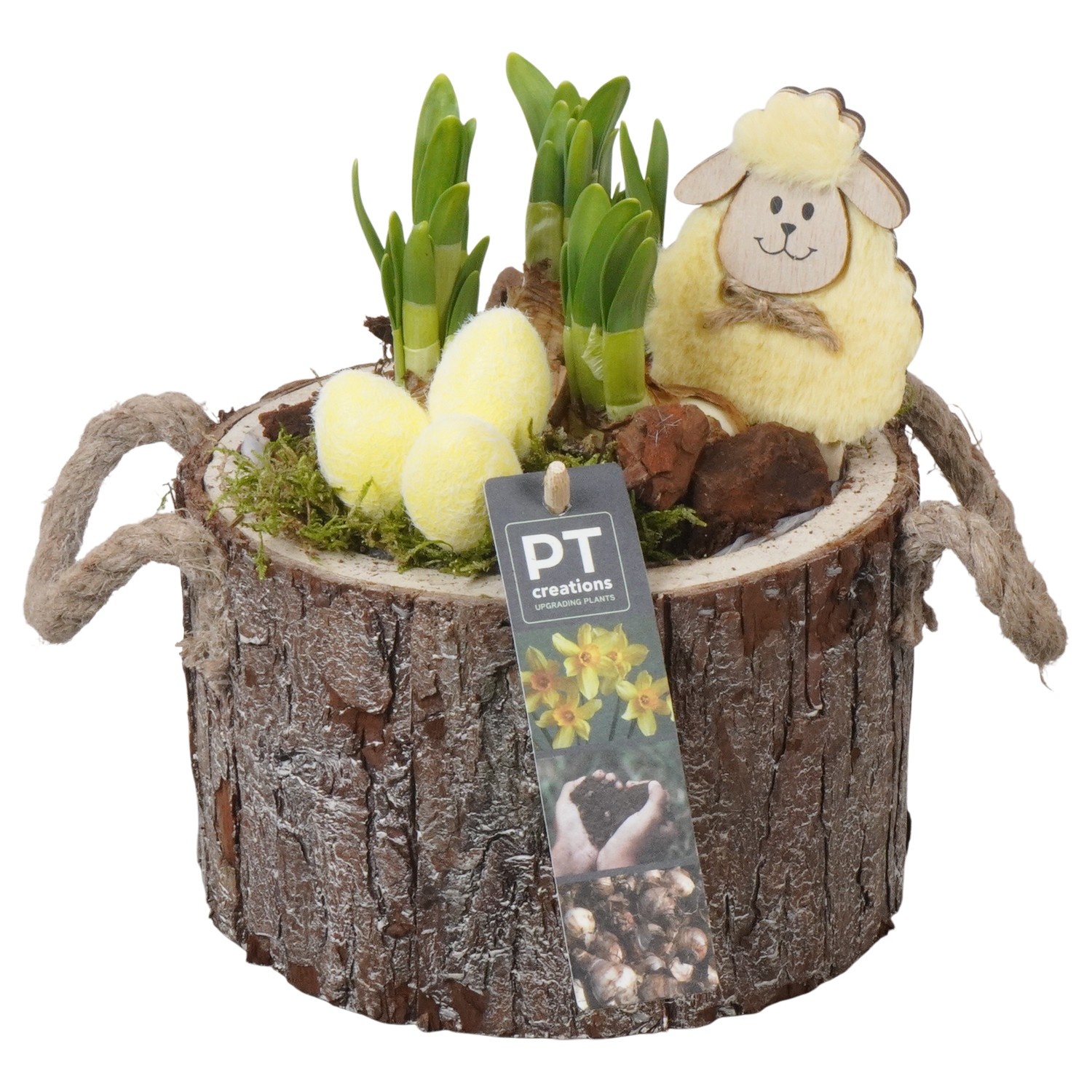 PTNP4485 Arrangement Narcissus Easter in houten pot, D 16