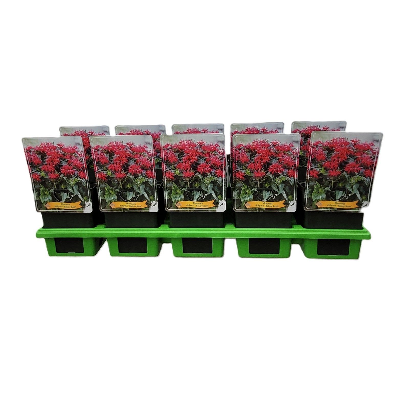 Monarda didya 'Balmy Rose' P11, D 11