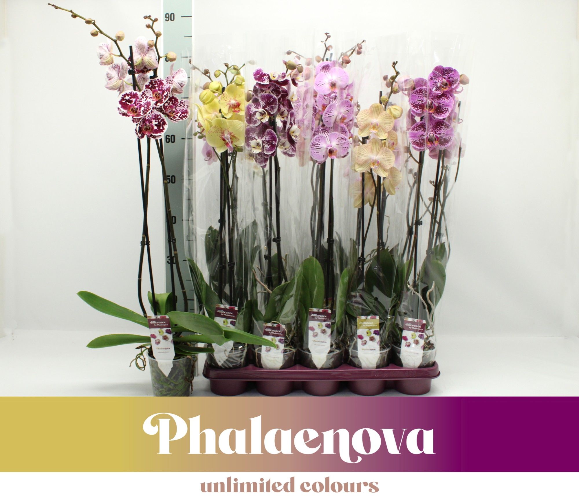 Gemengd 2-tak 80cm taiwan (RIJP), D 12