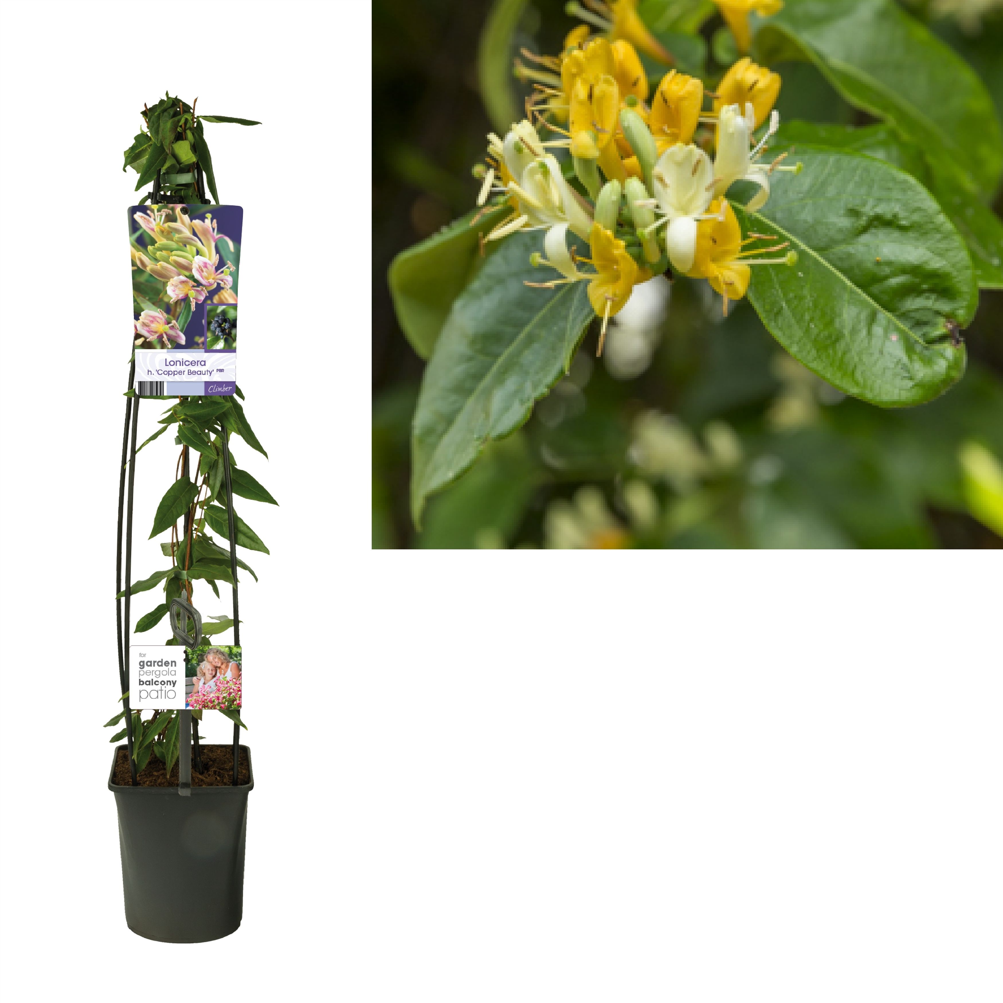Lonicera h. 'Copper Beauty' PBR +light label, D 23