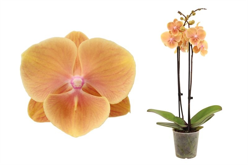 Phal Pocahontas 2T16+, D 12