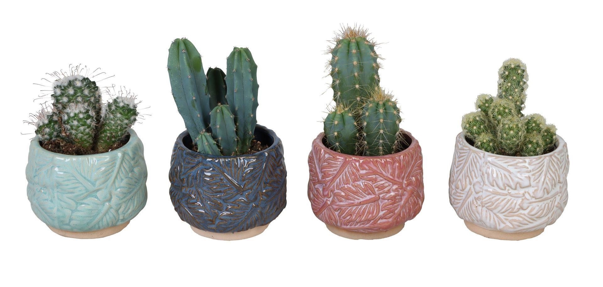 L 67145 With Cactus Mix 6 cm, D 6