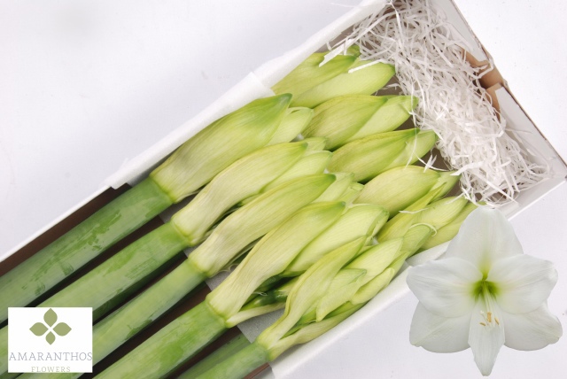 Амарилис Мон Блан (бел.) x10, шт.