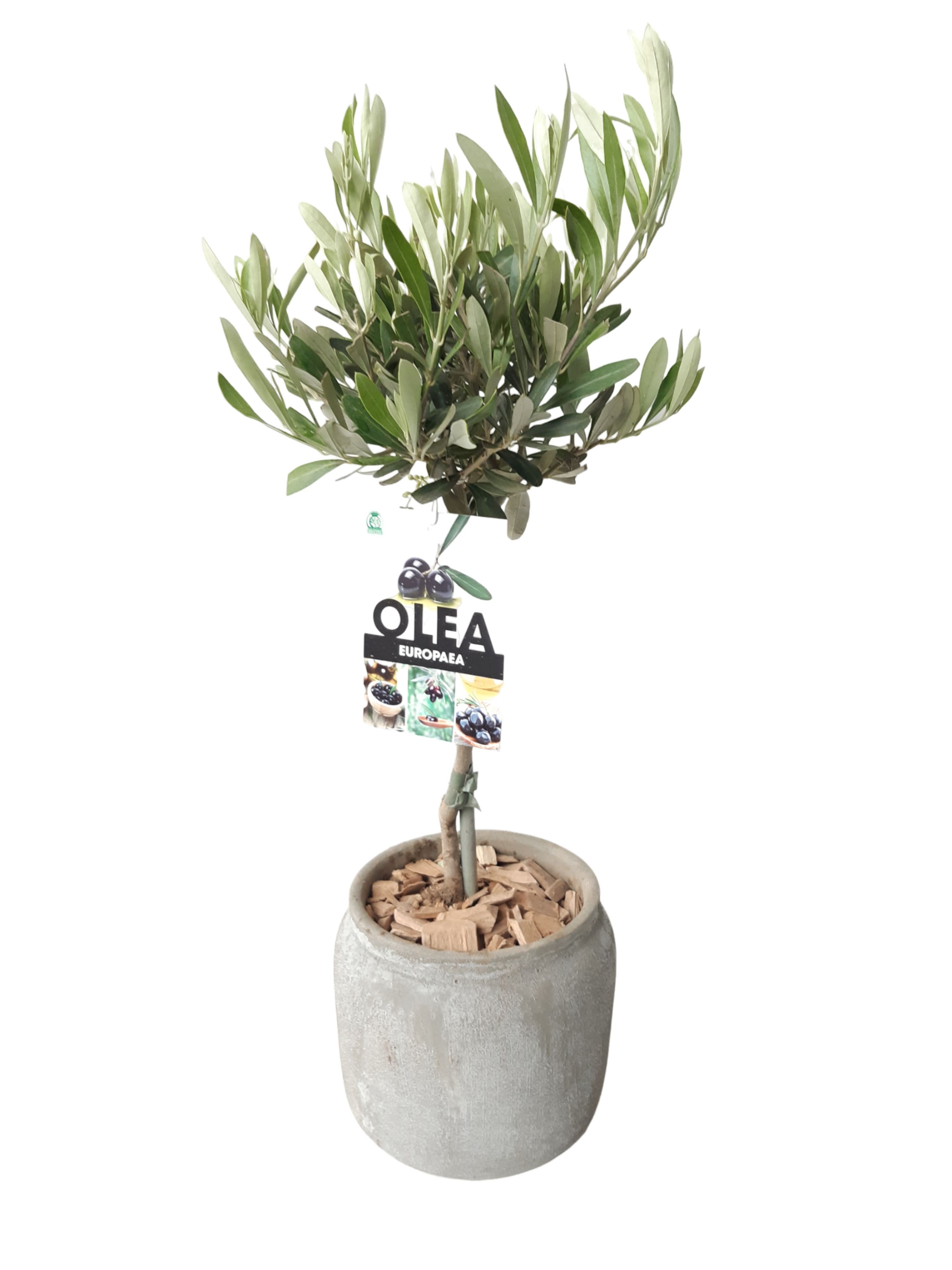 RGP16OC45 Rude grey pot Olijf op Stam, D 16