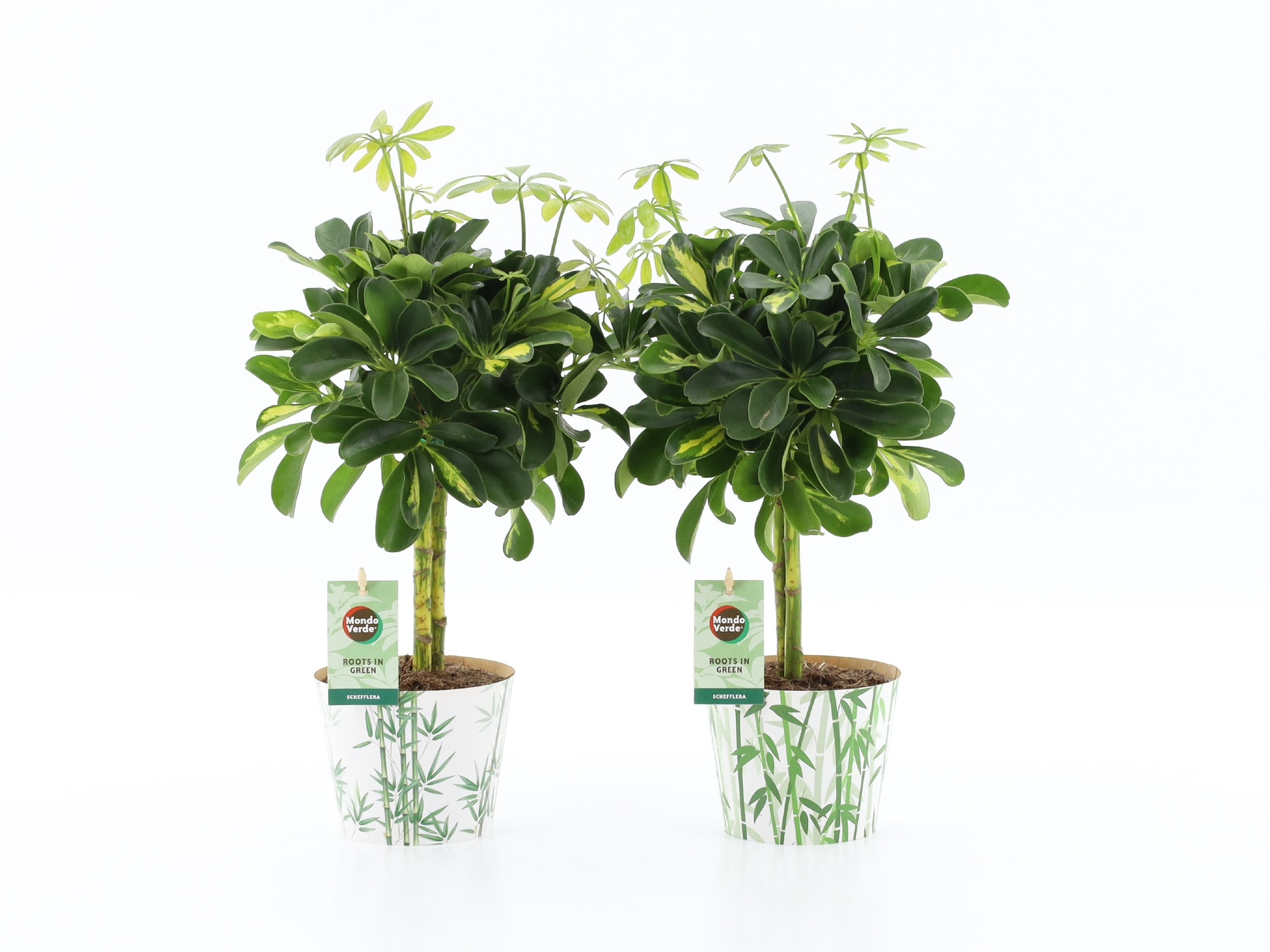 Schefflera Gold Capella in Potcover Bamboo, D 12