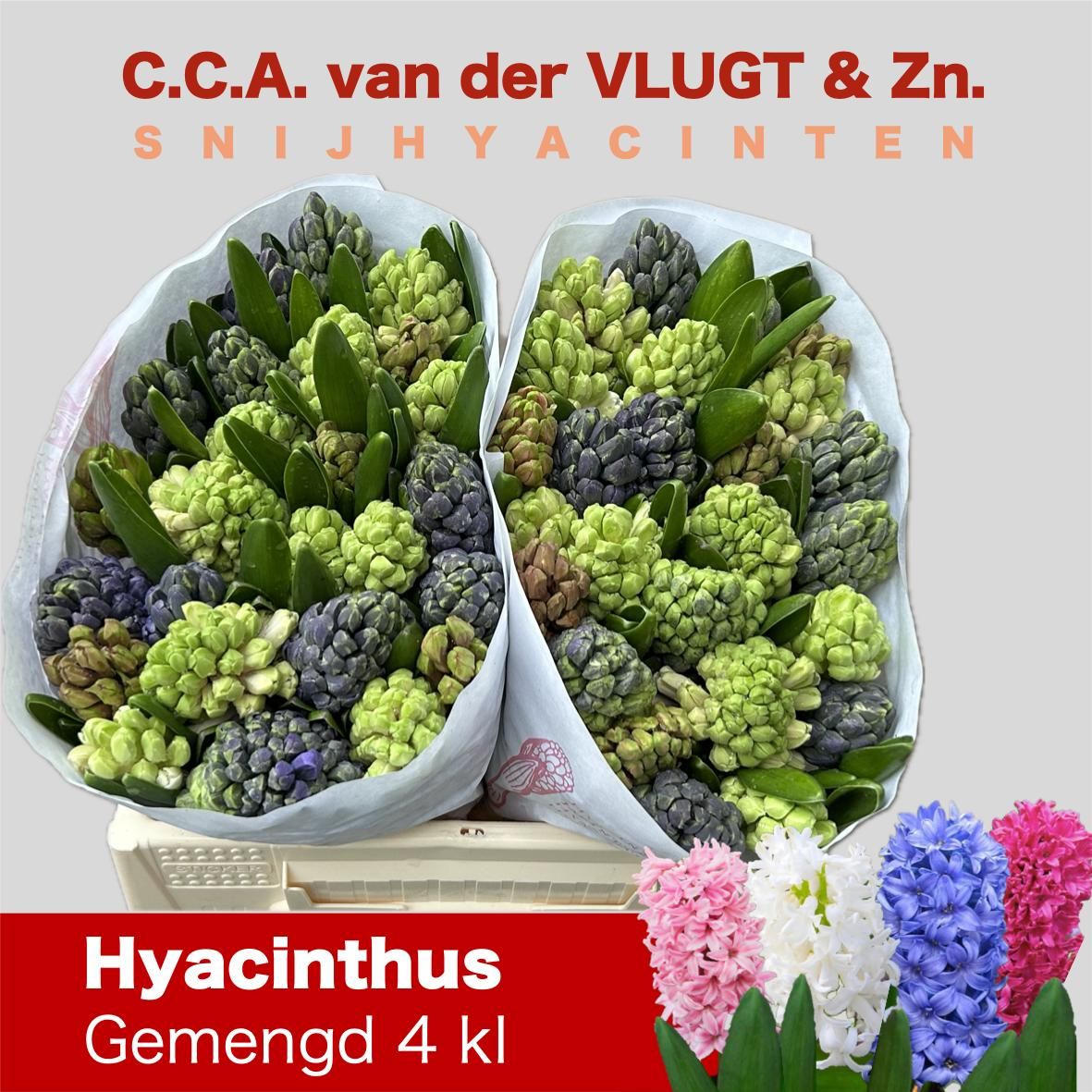 Гиацинт Микс 4 цвета, шт.