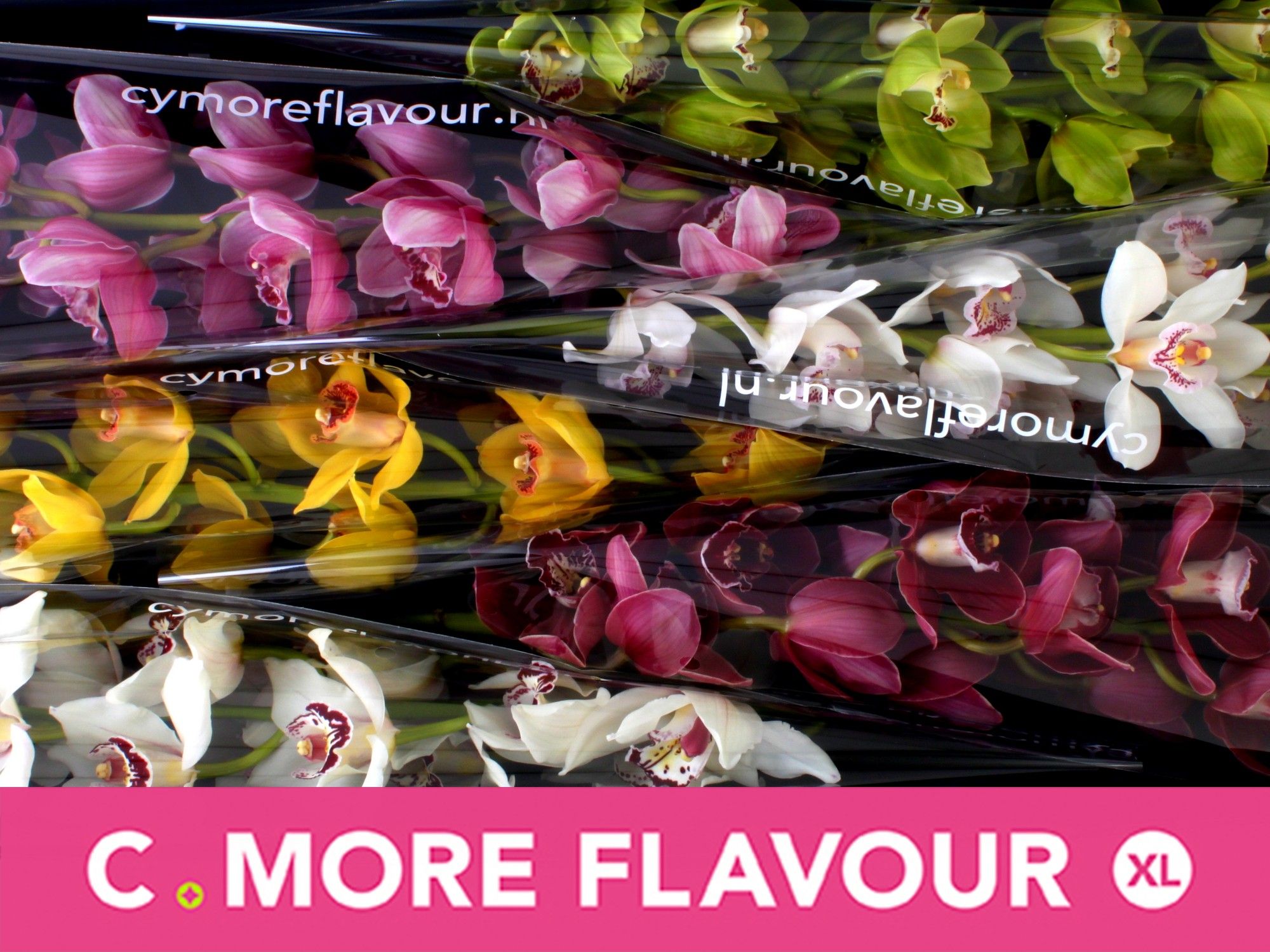 Цимбидиум Микс 80 x6, шт.