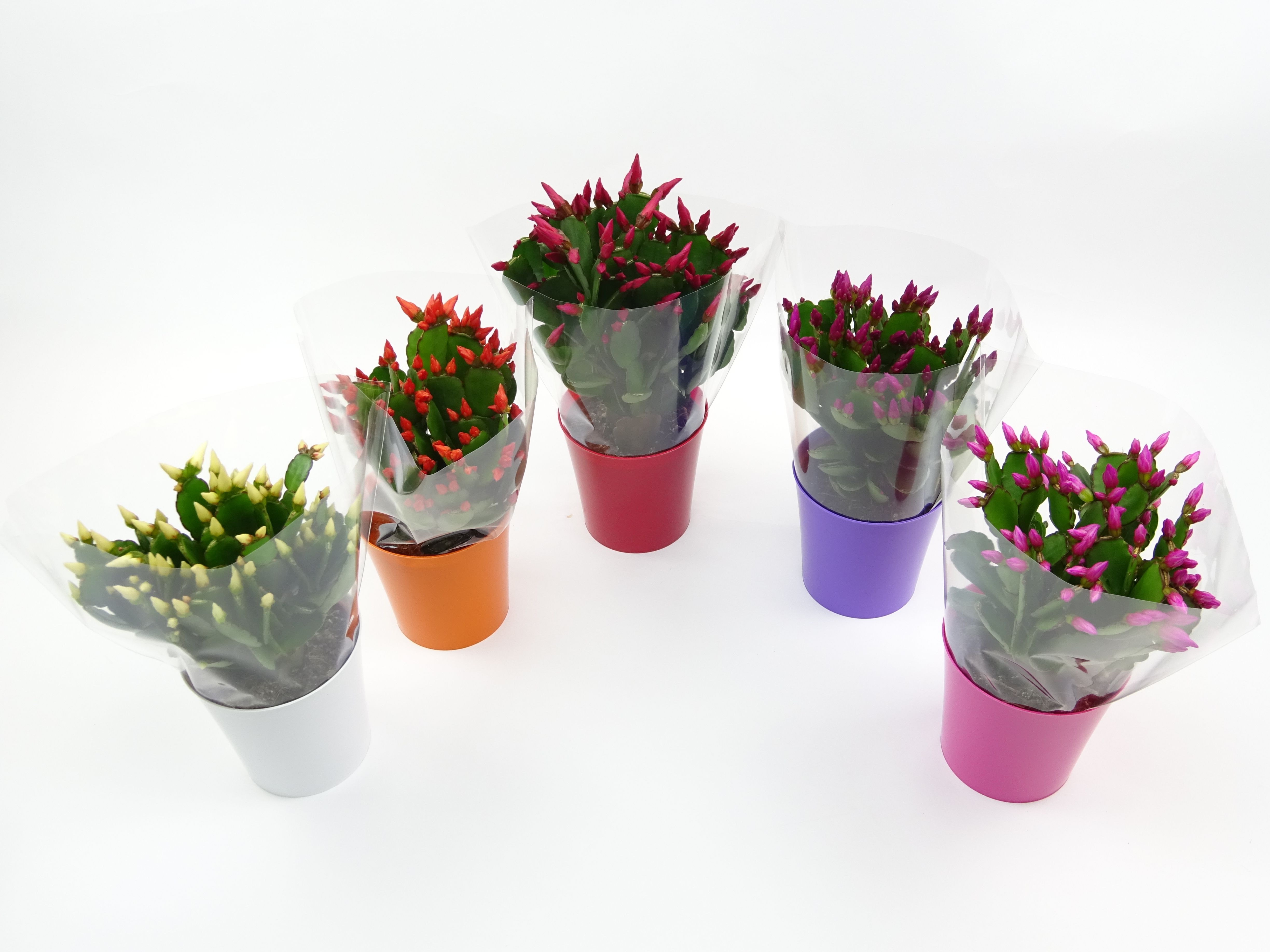 Rhipsalidopsis 9 cm in ton sur ton mix, D 9