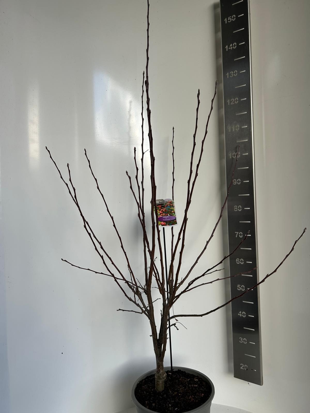 Malus Evereste, D 27