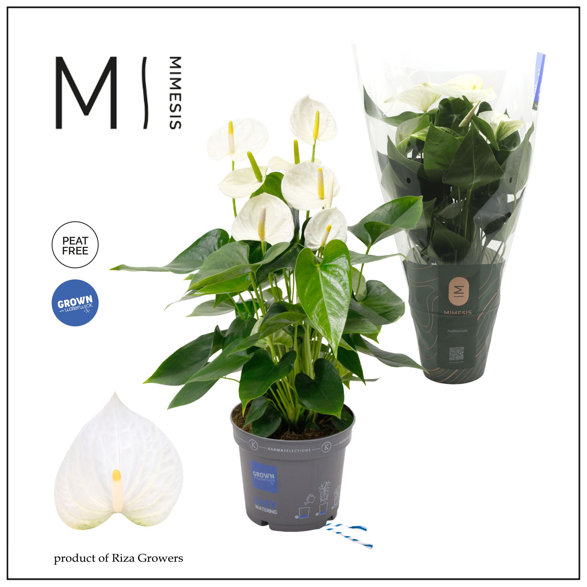 Mimesis Anthurium KARMA White Compact - 17cm, D 17