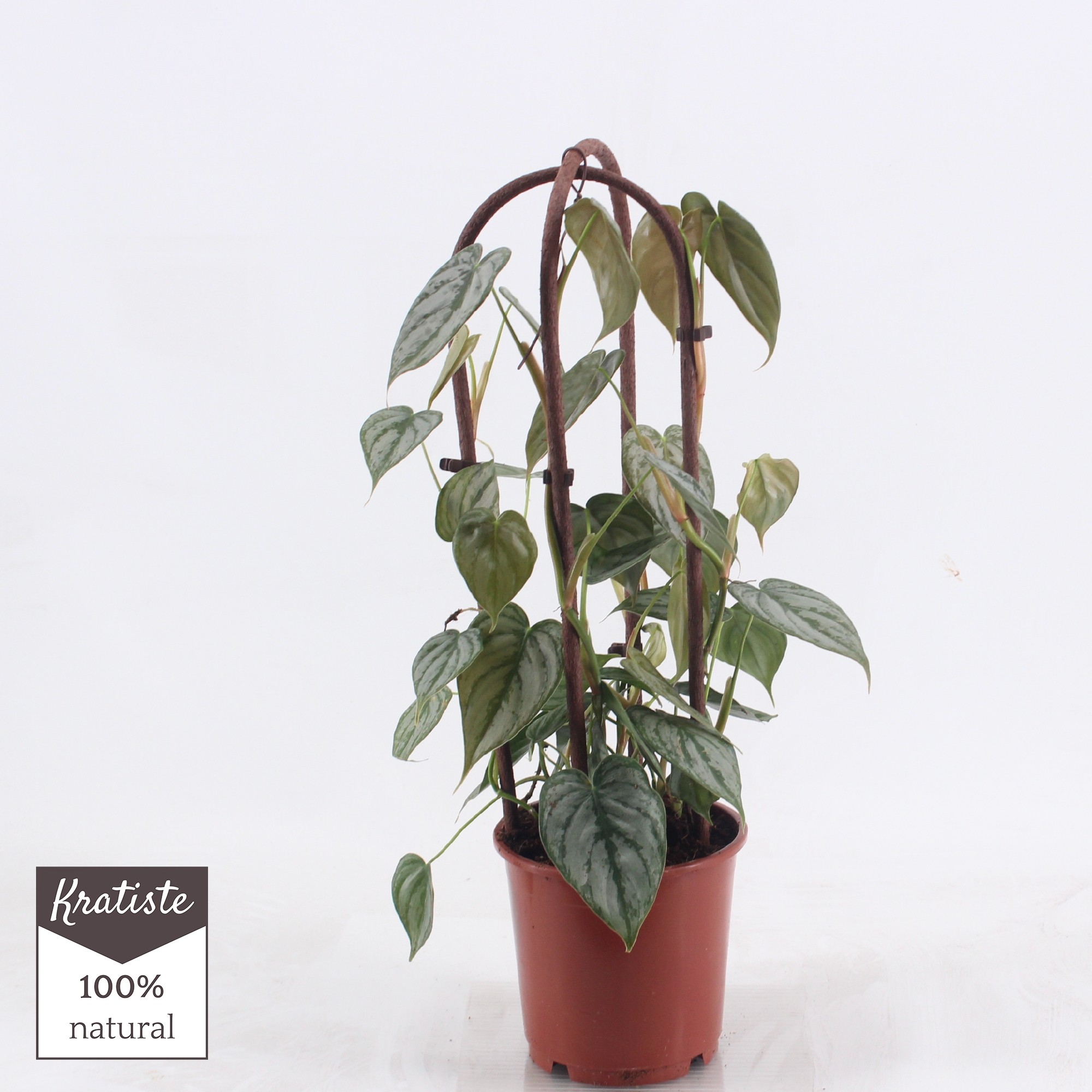 brandatuim arc, D 14