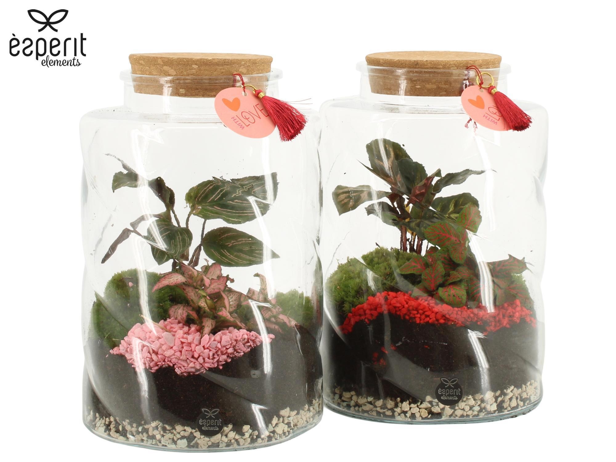 22021: Lovess terrarium, D 17