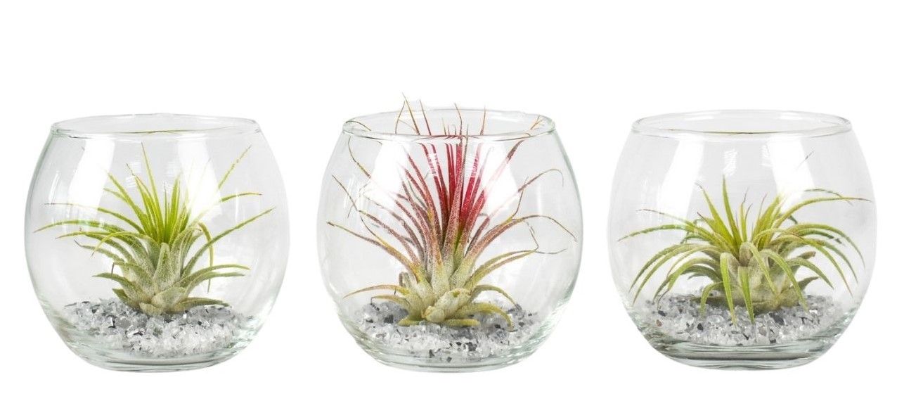 Tillandsia glas bol mini, D 6