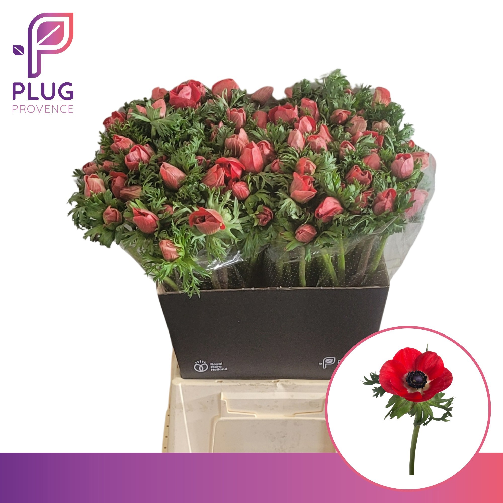 Анемон Мариане Рэд 55 (красн.), шт.