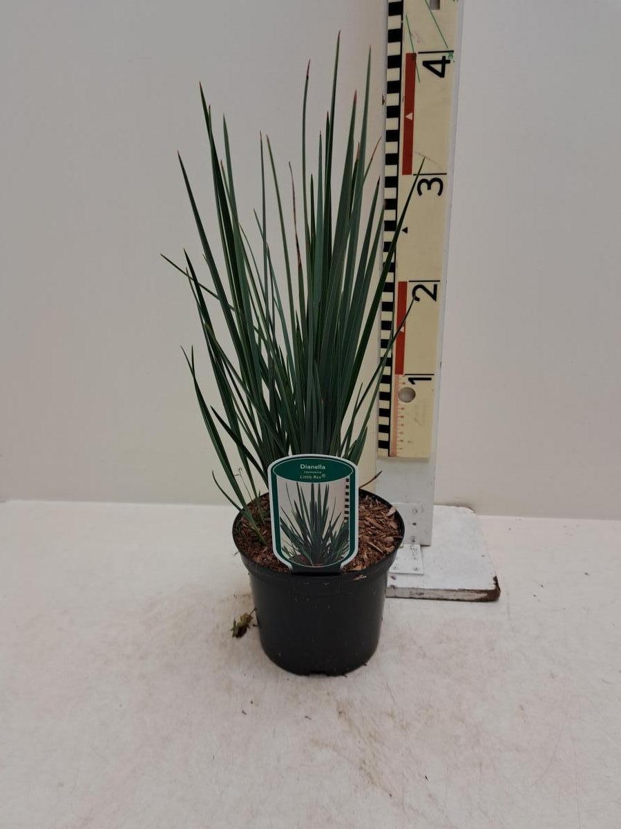 Dianella revoluta Little Rev, D 17