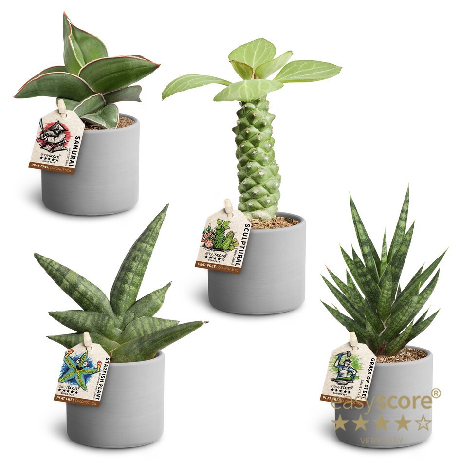 GREEN MIX 40680554 Raw Grey Sculpture mi, D 6