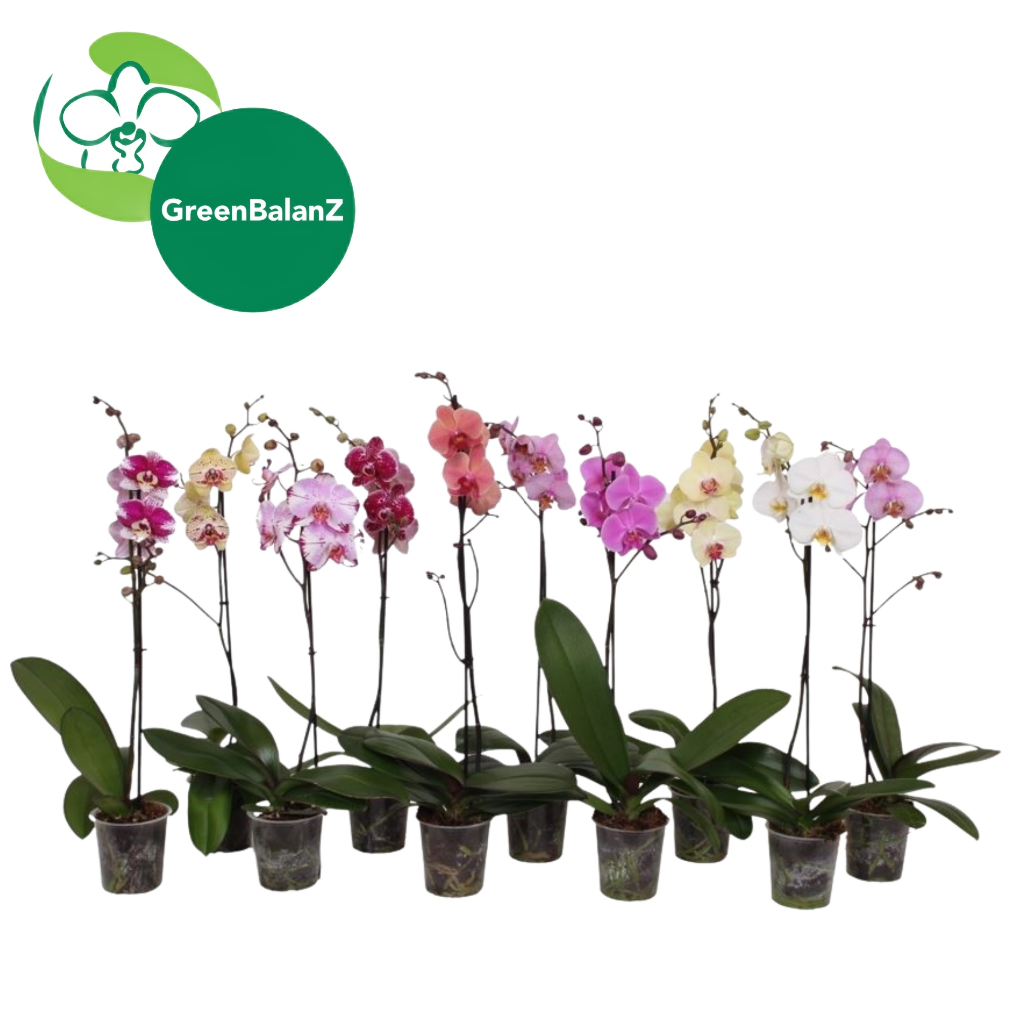 BalanZ - Mix 1 tak 12+/65, D 12