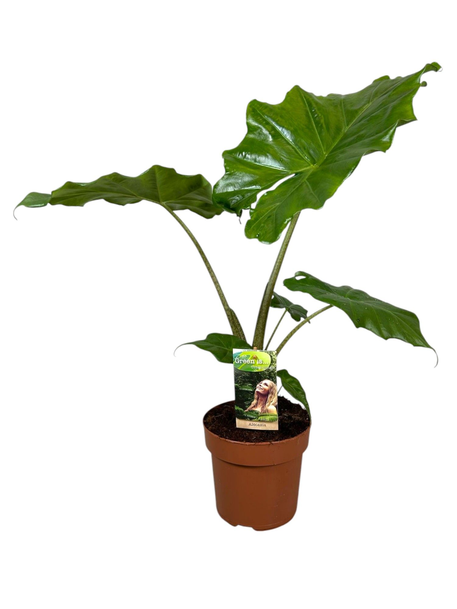 Alocasia Portodora, D 17