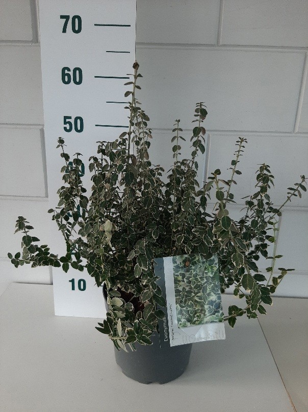Euonymus fort. Emerald Gaiety, D 23