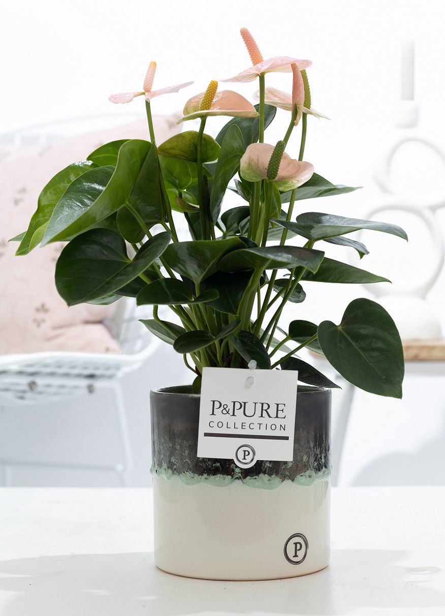 Anthurium pink (Spirit) in P&PURE Illusion ceramics;, D 12