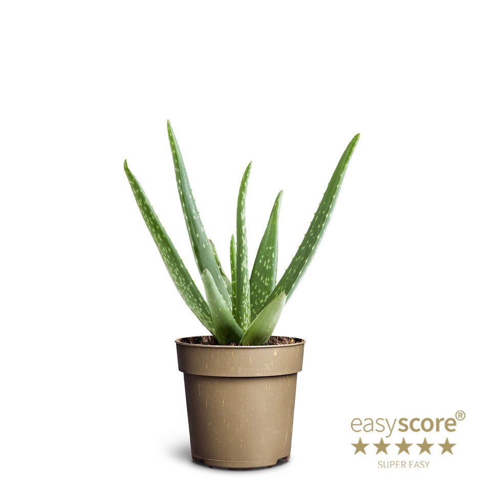 ALOE VERA, D 11