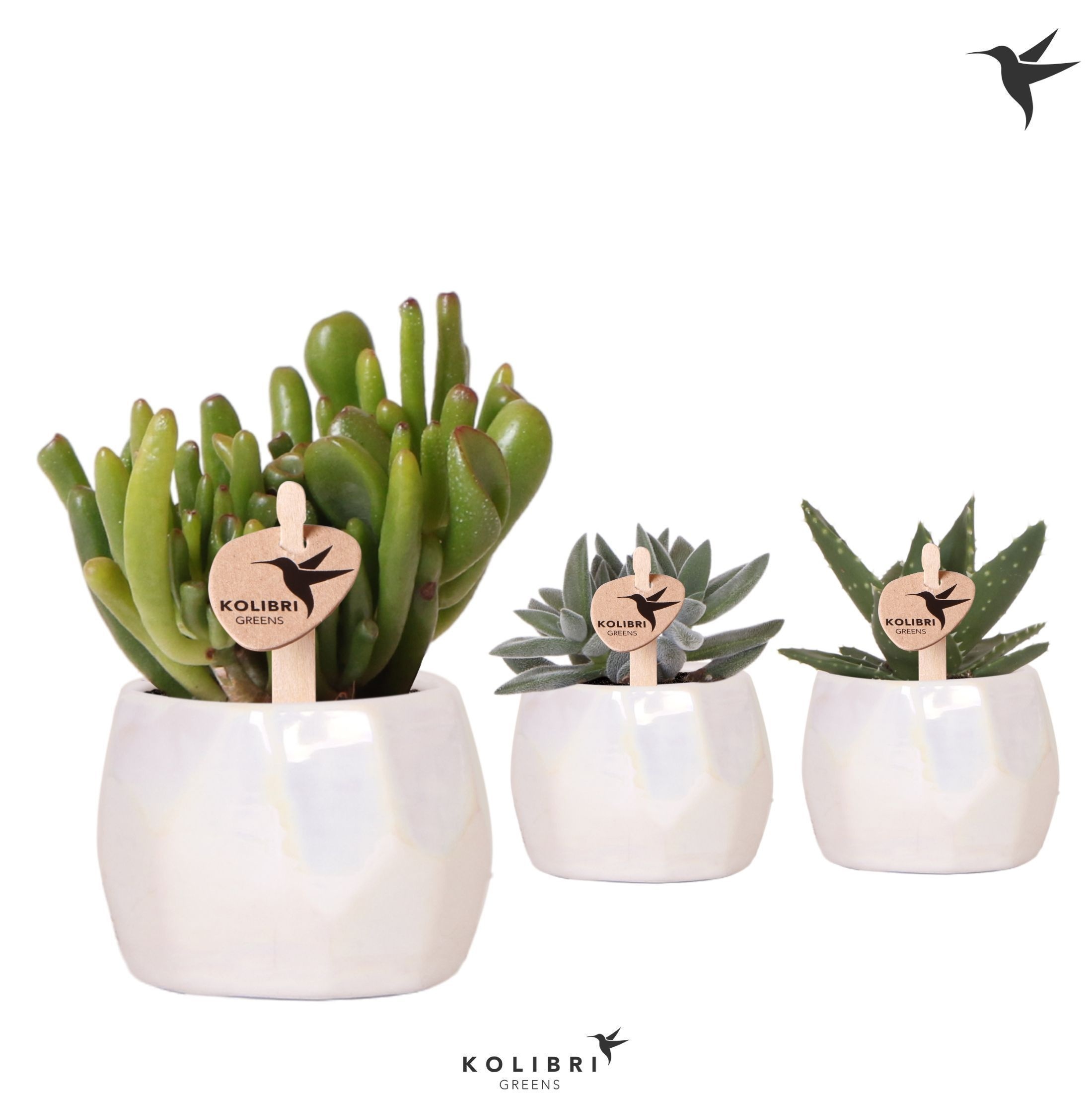 Kolibri Greens Succulenten mix in Pearl pot travertine, D 6