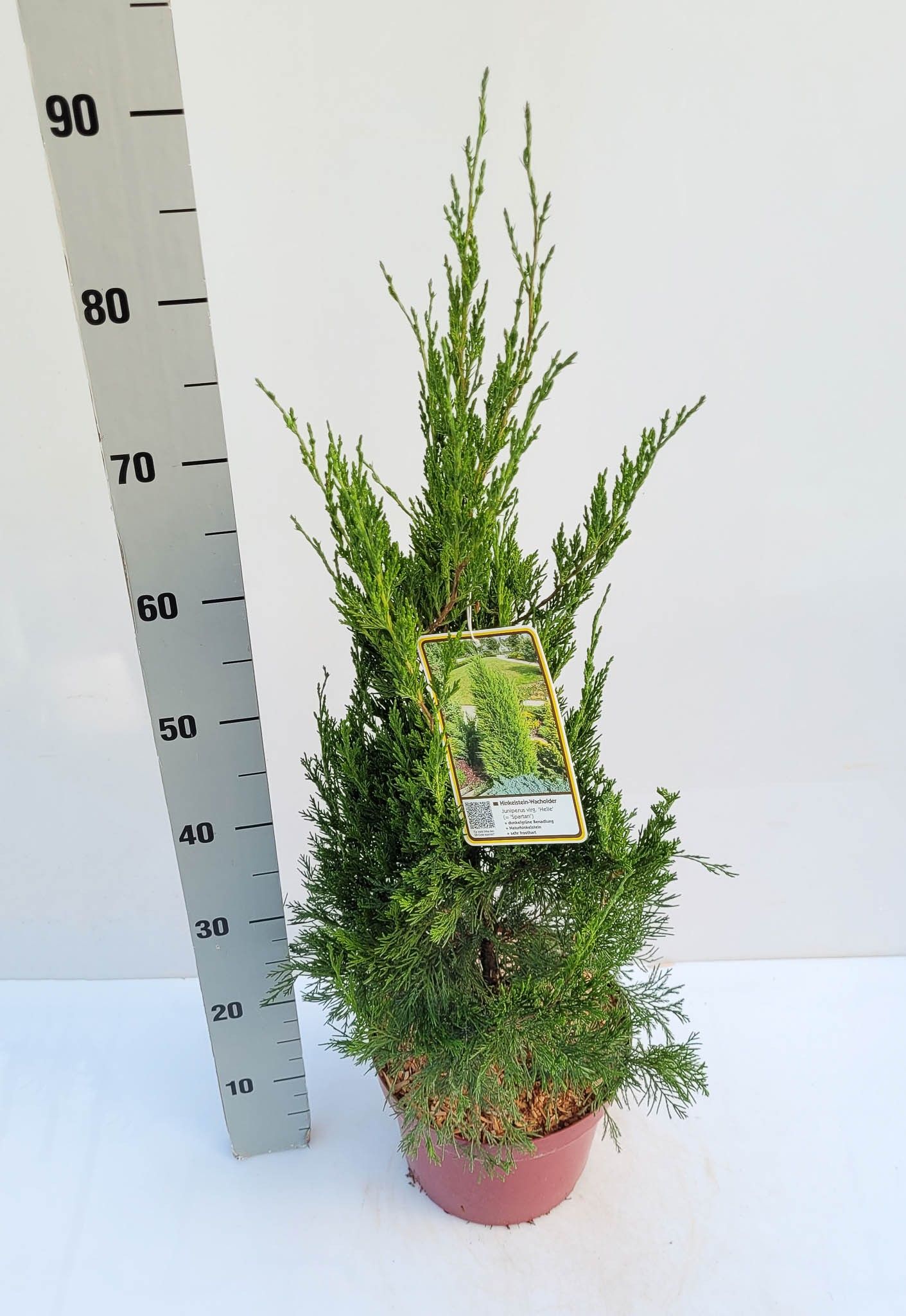 Juniperus virginiana Helle (Spartan) C5 50-60, D 23
