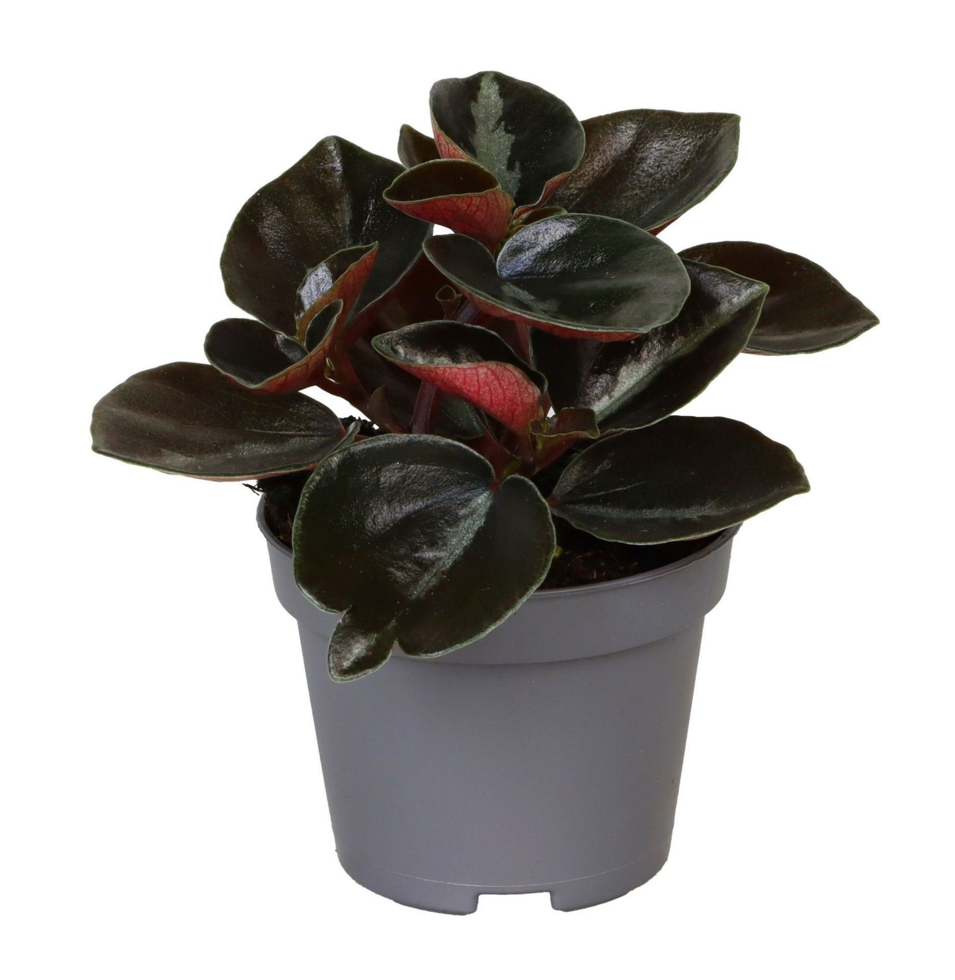 Peperomia Colombiana 6 cm, D 6