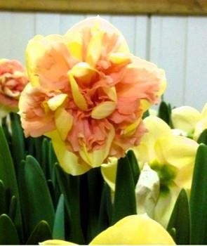 NARCISSUS INCOMPARABILIS 'MILANA', D 11