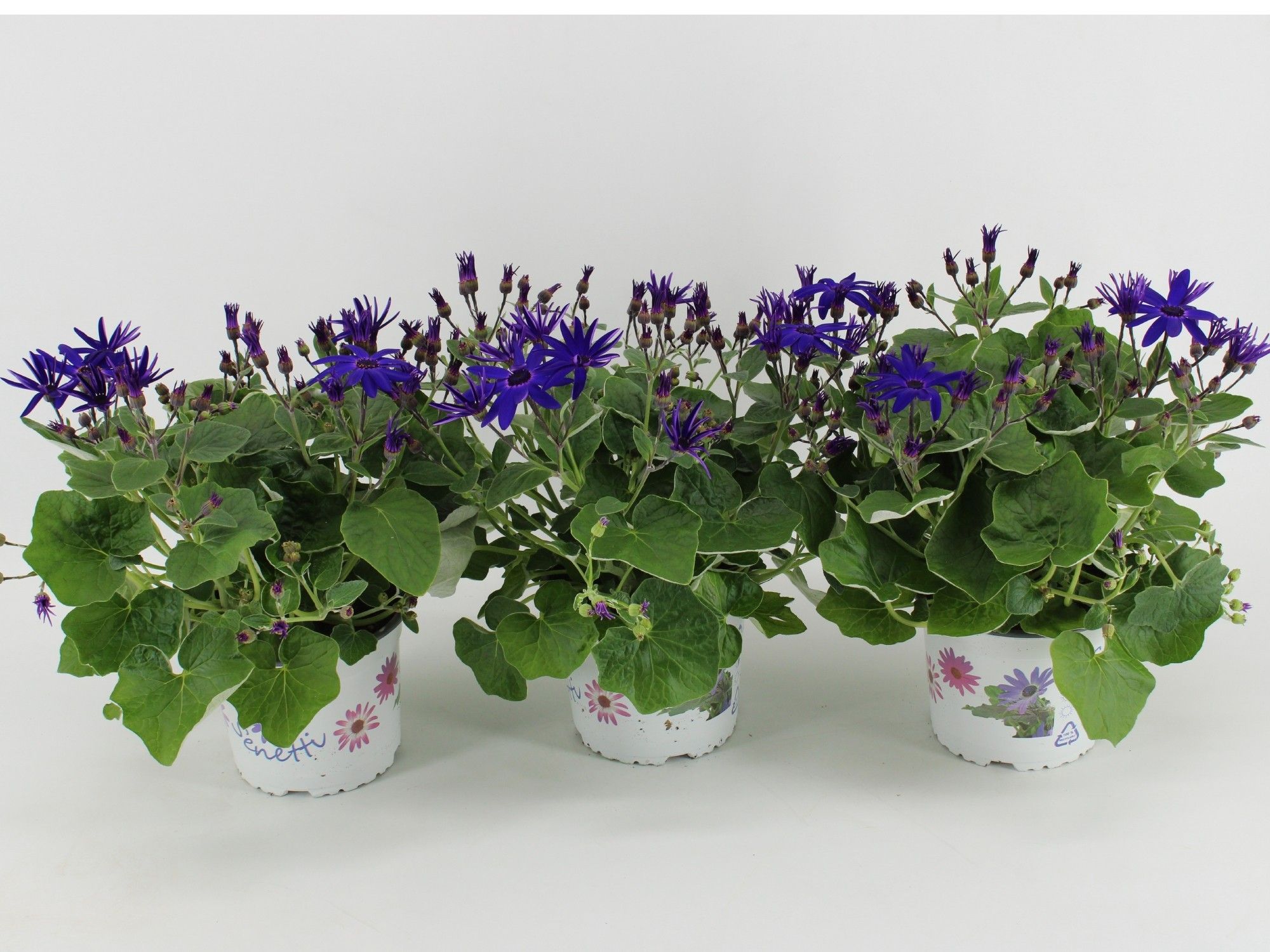 Senecio Pericallis Deep Blue, D 15