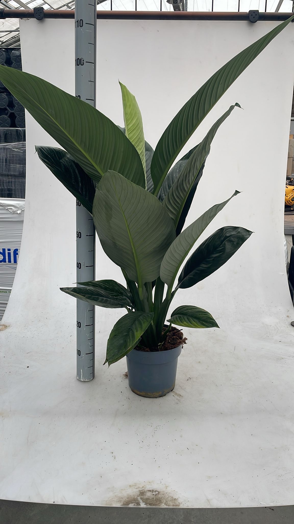 Spathiphyllum Sensation 21cm, D 21