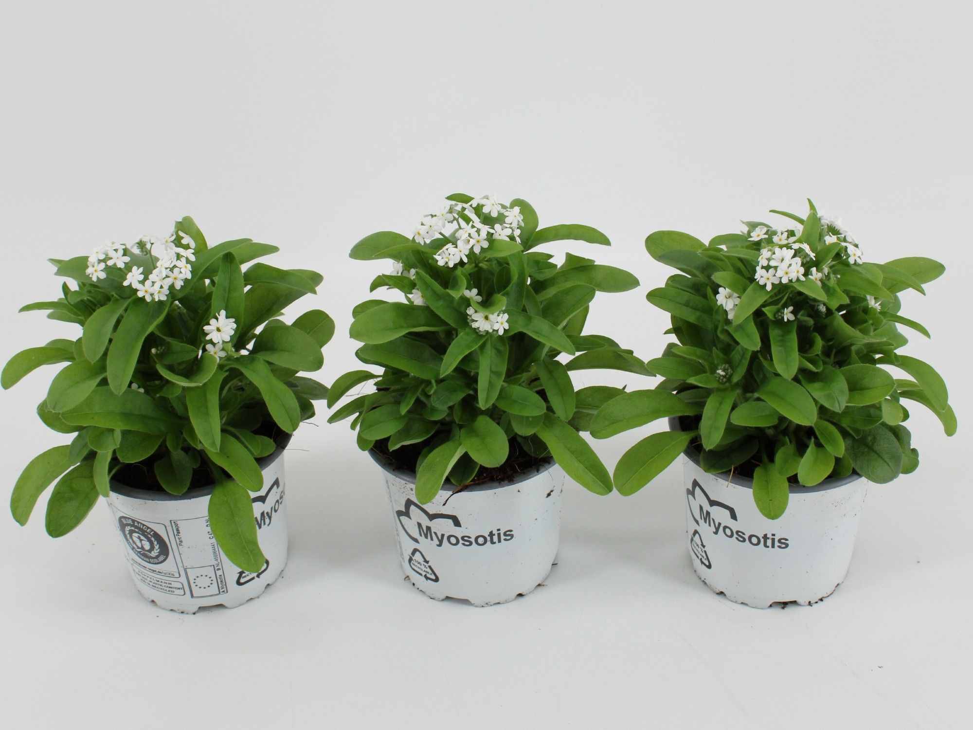 Myosotis Mon Amie White, D 10,5