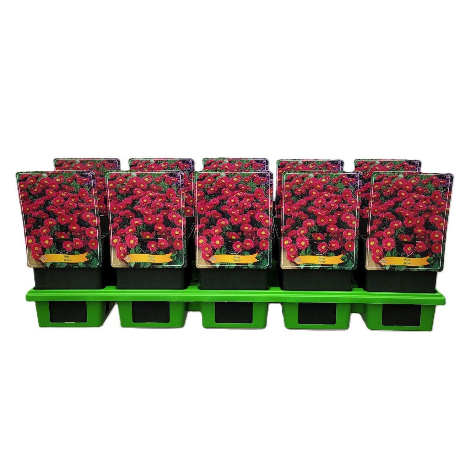 Aster Dumosus 'Jenny' P11, D 11