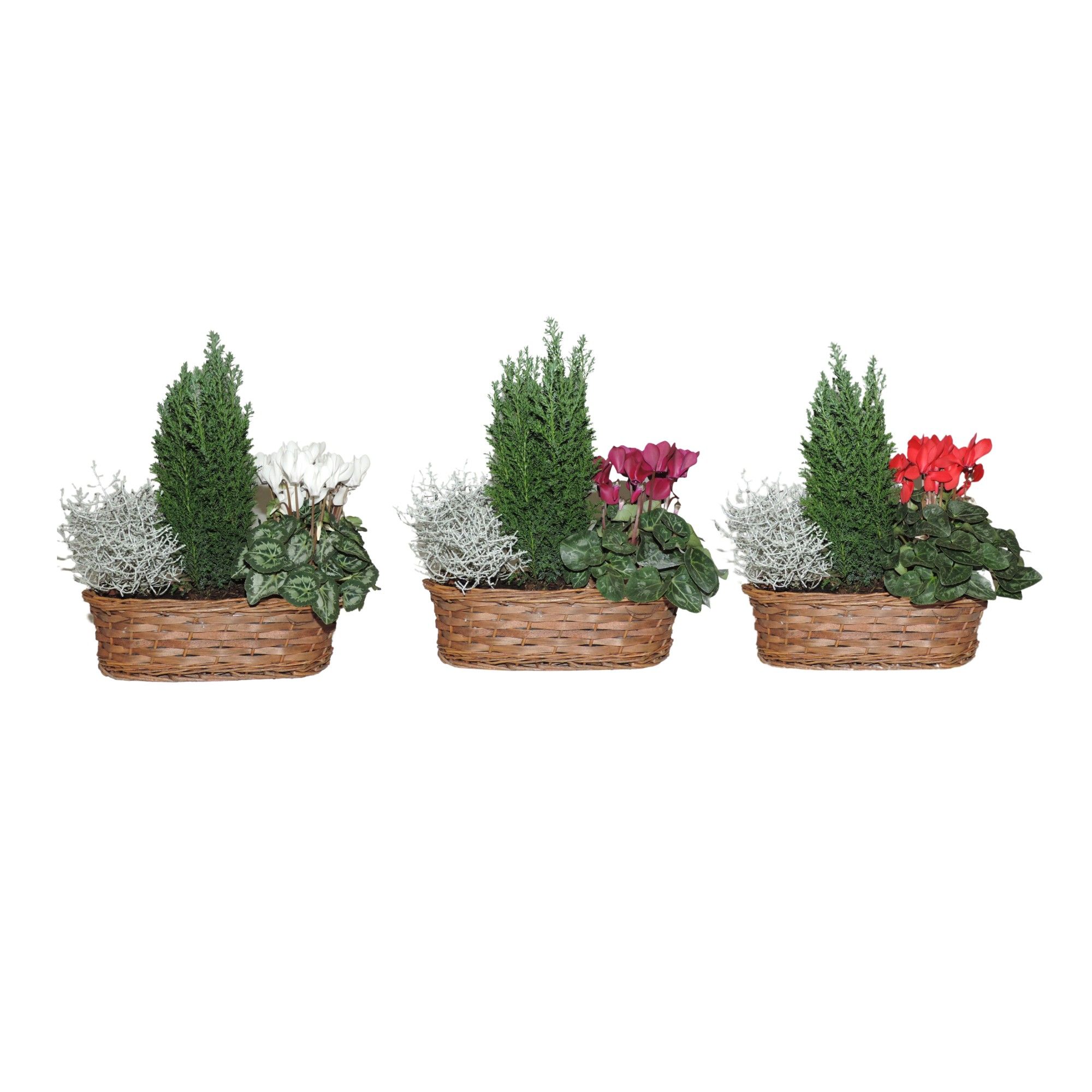 Arrangement Winter Specials Hanoi in Mand 30 cm, D 30