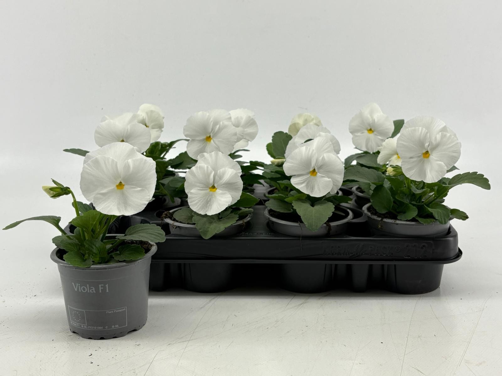 Viola F1 White, D 9