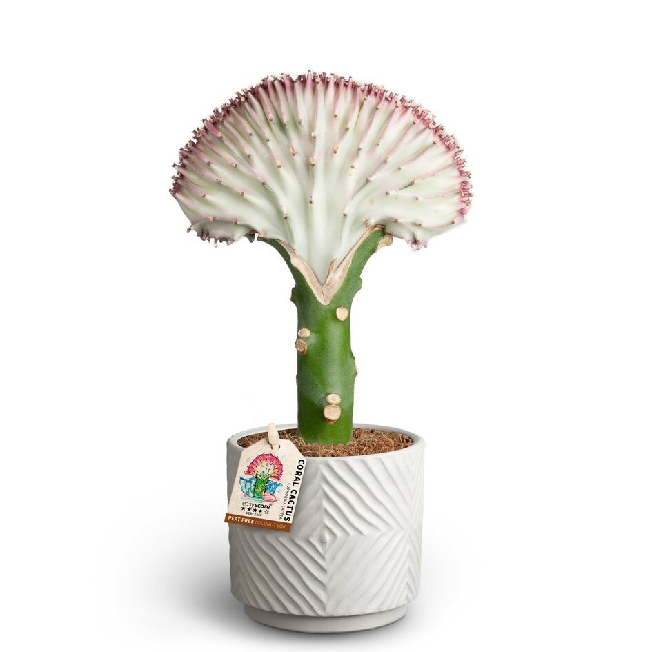 EUPHORBIA LACTEA 40917025 Dune S, D 10