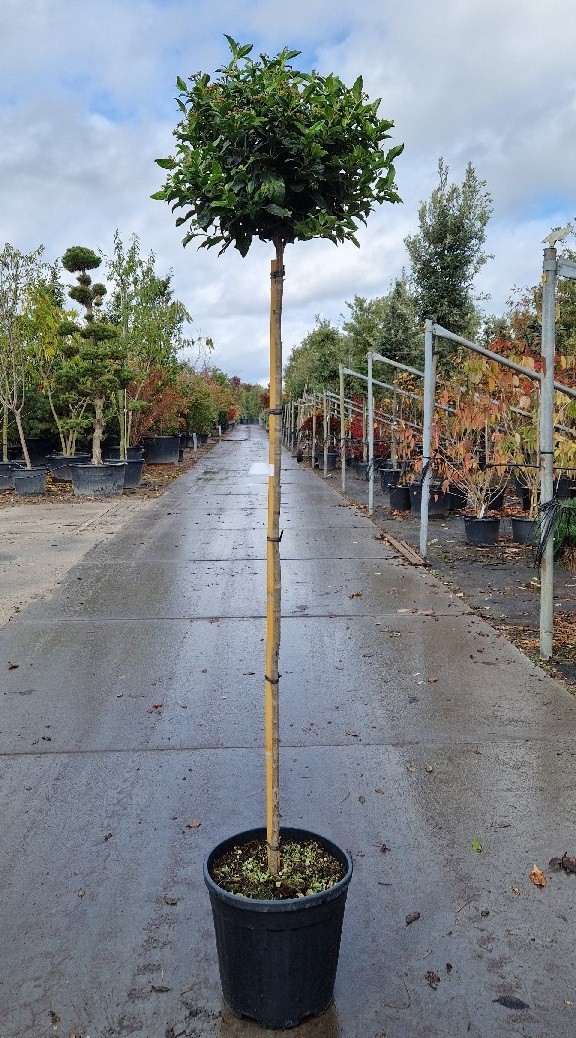 Viburnum tinus 'Eve Price' 140st Bol 30-40, D 38