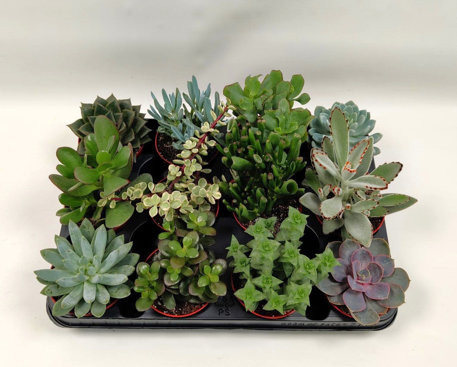 Succulent 8,5 cm mix, D 8,5