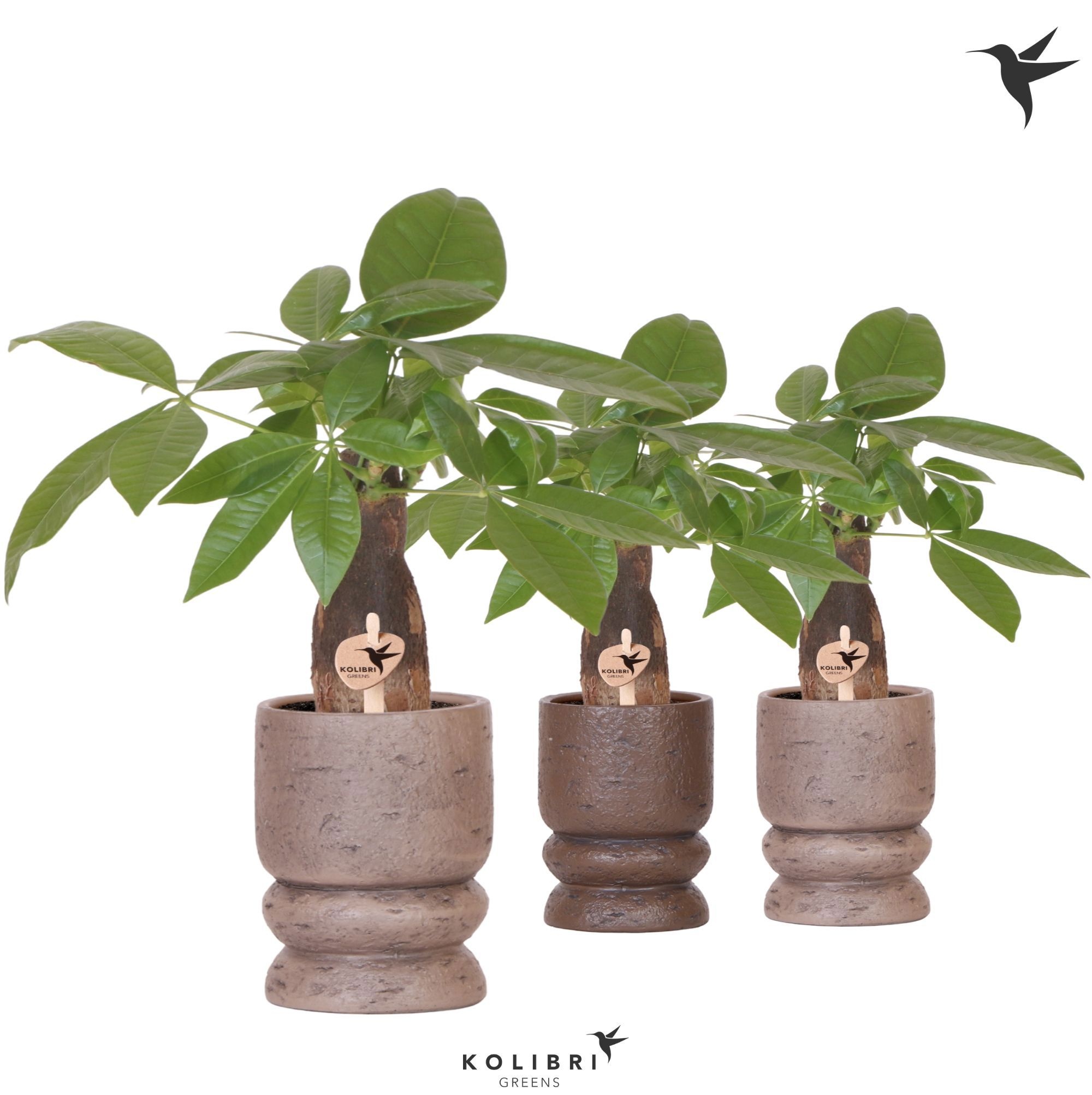 Kolibri Greens Pachira in Vintage pot mix, D 9