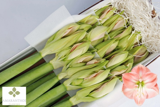 Амарилис Дарлинг (светло-роз.) x15, шт.