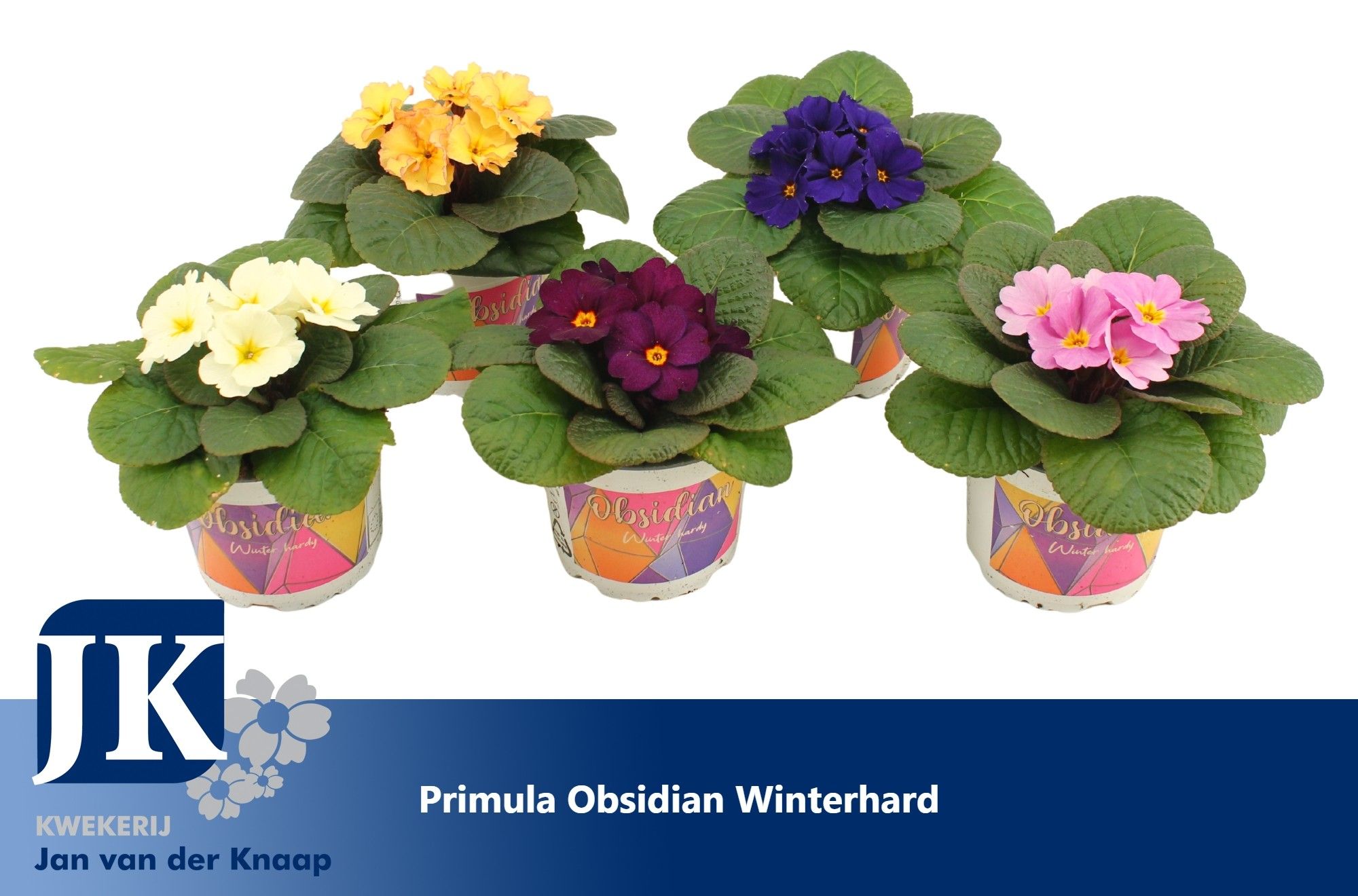 Primula Obsidian Mix Kar, D 12