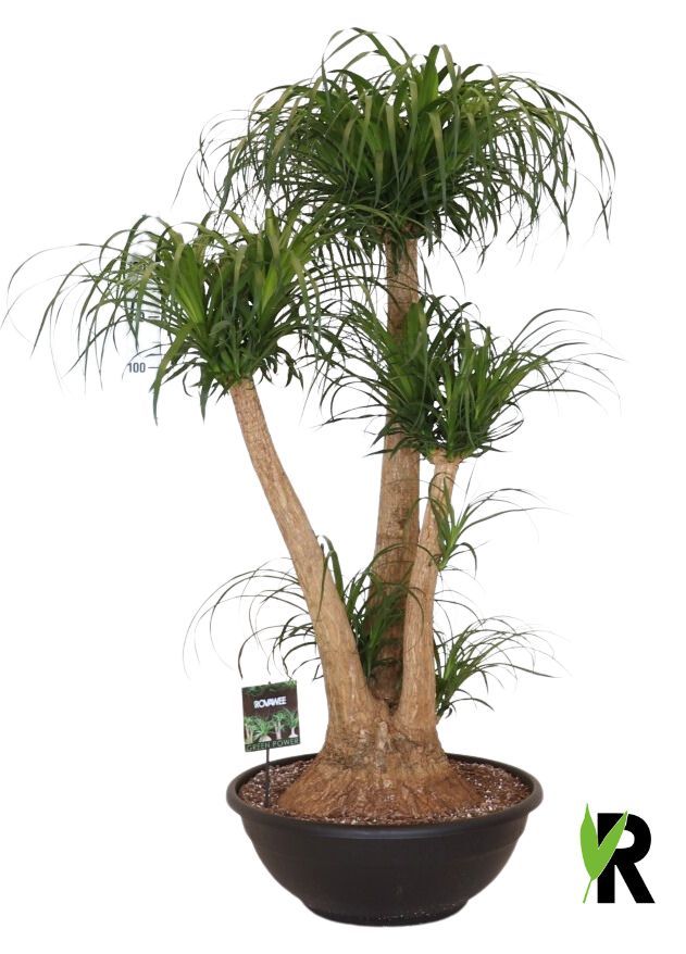 Beaucarnea rec. vertakt, D 60