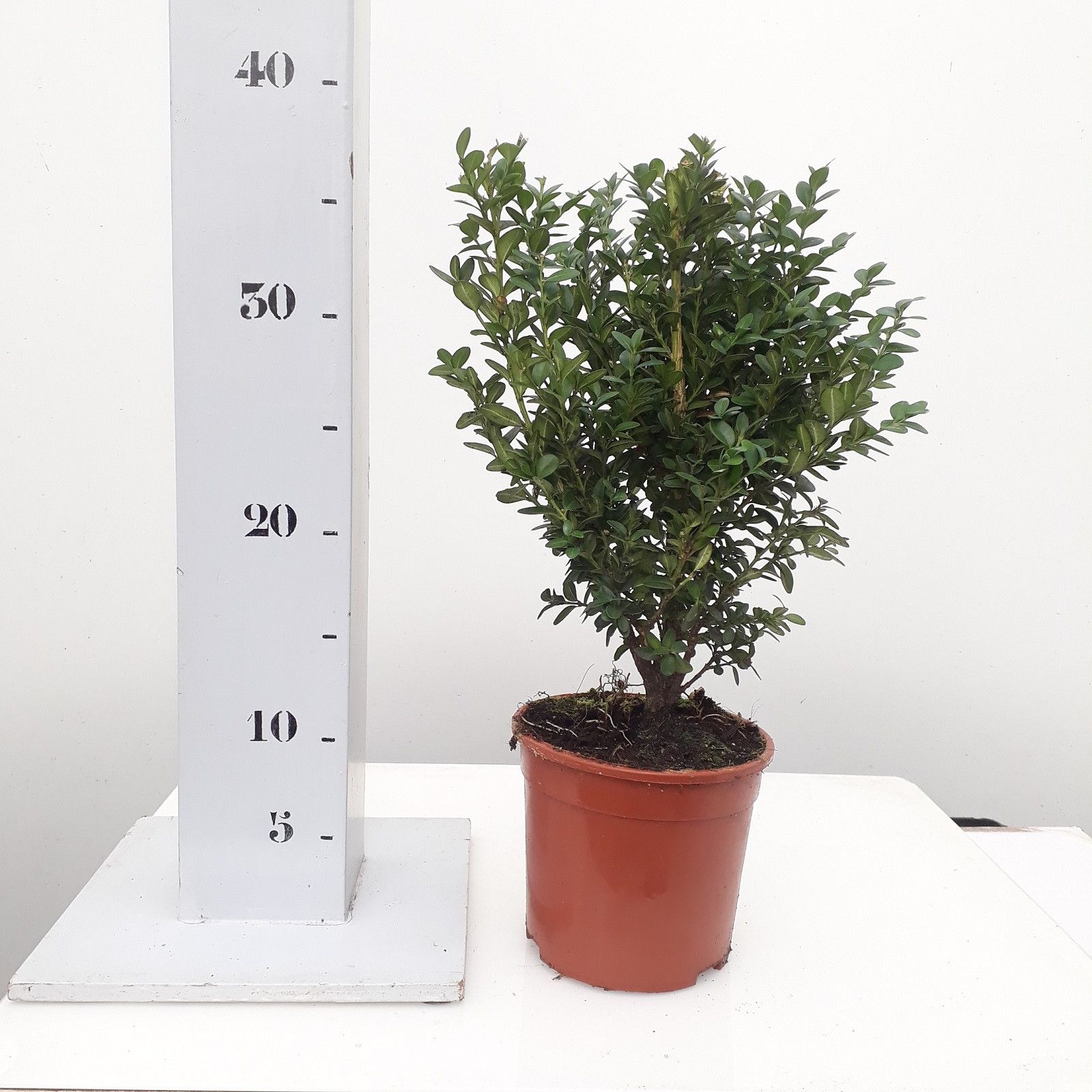 Buxus Green Mound struik 25-30cm, D 13