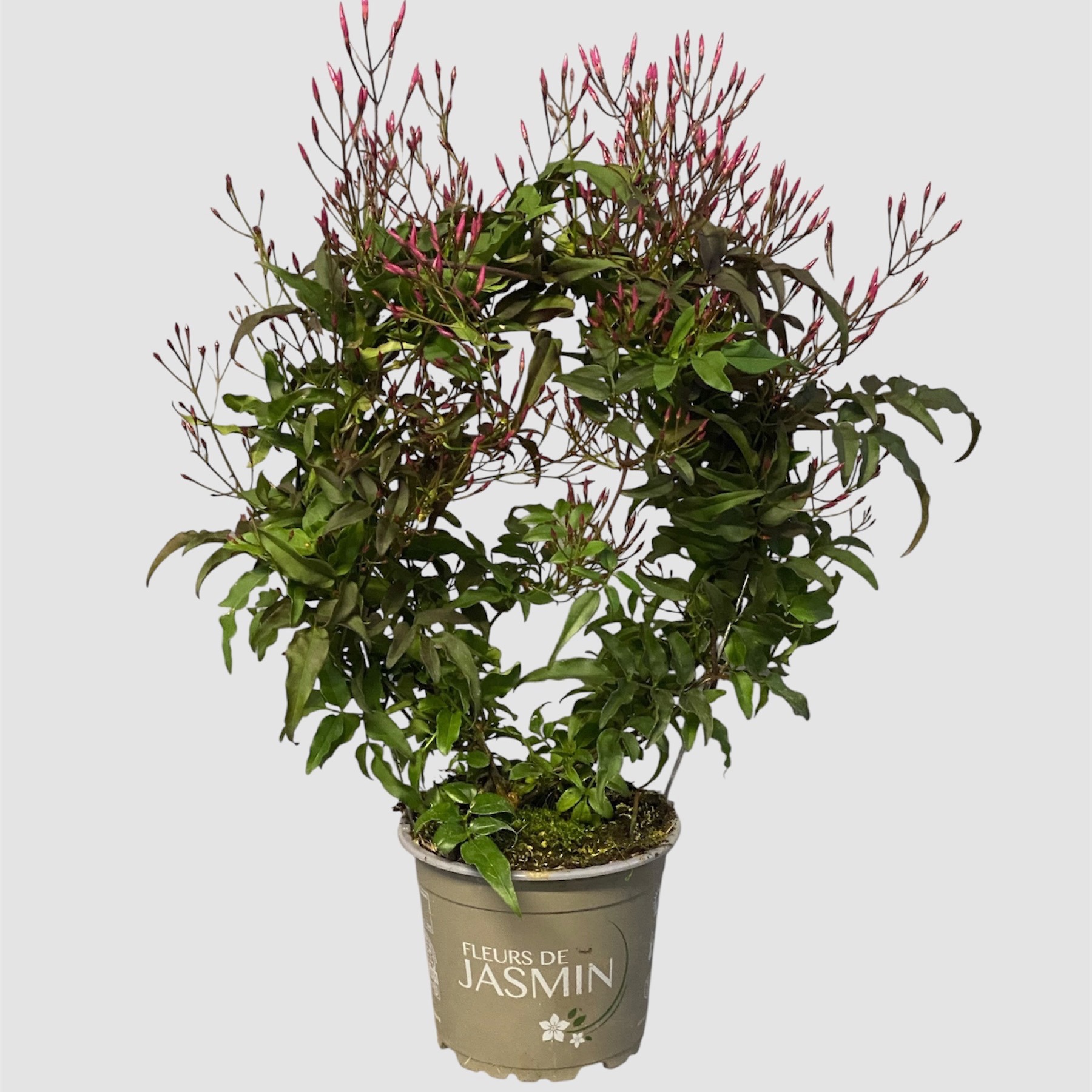 Jasminum 300+ ROZE ROOD, D 12