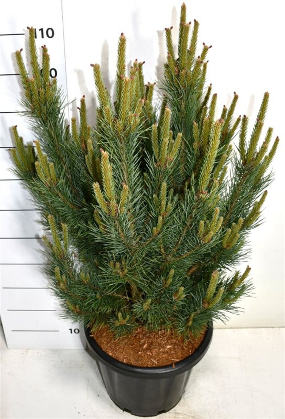 Pinus sylvestris 'Watereri', D 38
