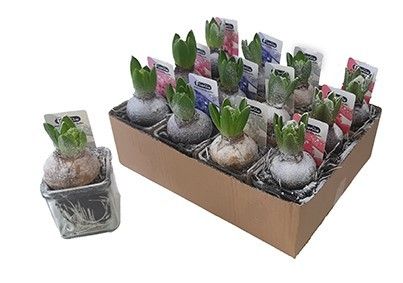 Hyacint gemengd 7 cm in accuglas met sneeuw deco, D 7