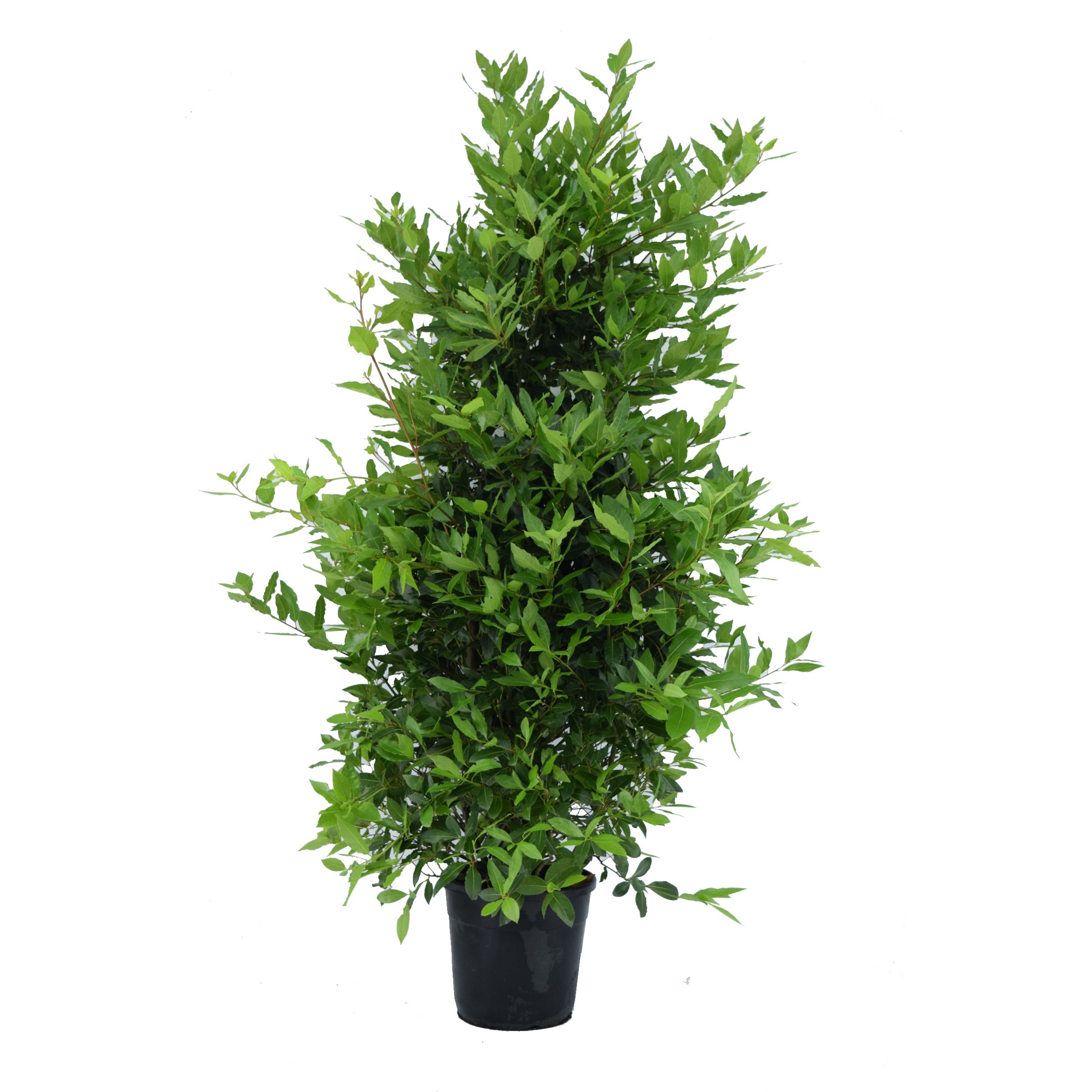 Laurus nobilis Struik, D 30