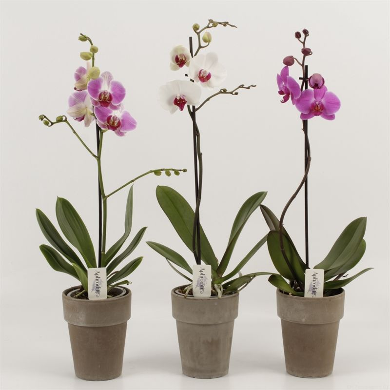 Phalaenopsis gemengd 1 tak gemengd in Megane grijs pot 13cm, D 13